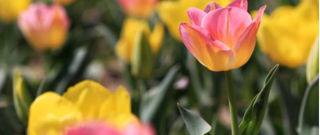 求人情報ページ